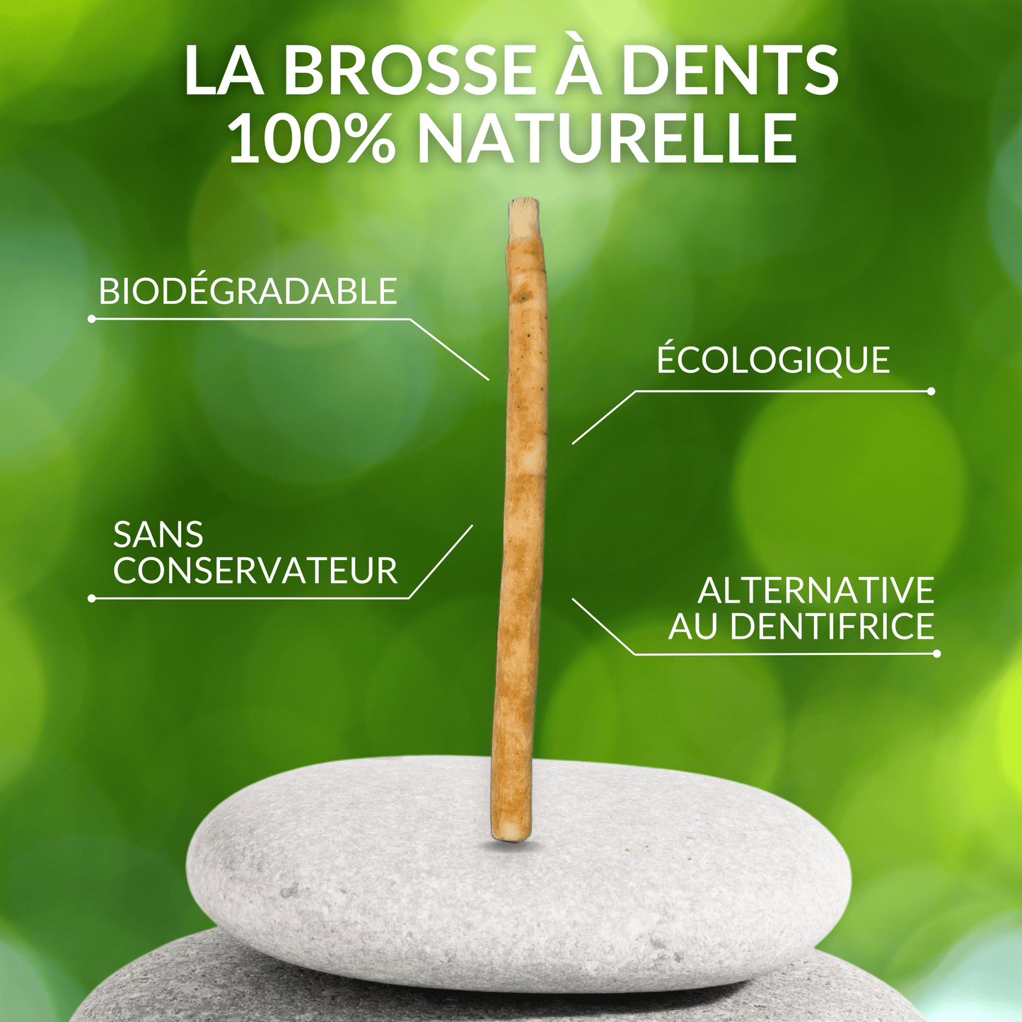 Lot de 5 Bâtons de Siwak + Étui — Brosse à Dents Naturelle Bois d'Araq | Miswak Blanchiment Dentaire